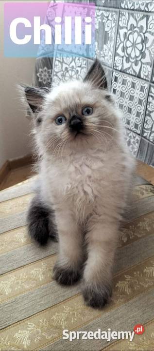 Cudowne koty syberyjskie i Neva Masquarade Sochaczew