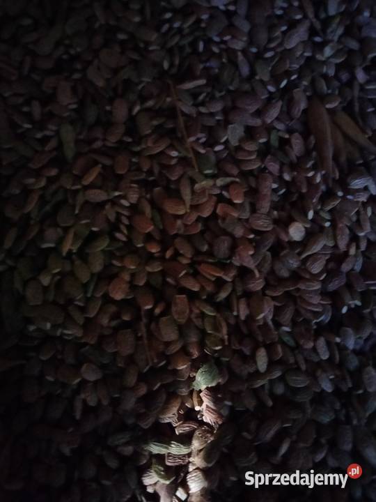 Saladera seladera ze zbioru 2025 Sochaczew sprzedam