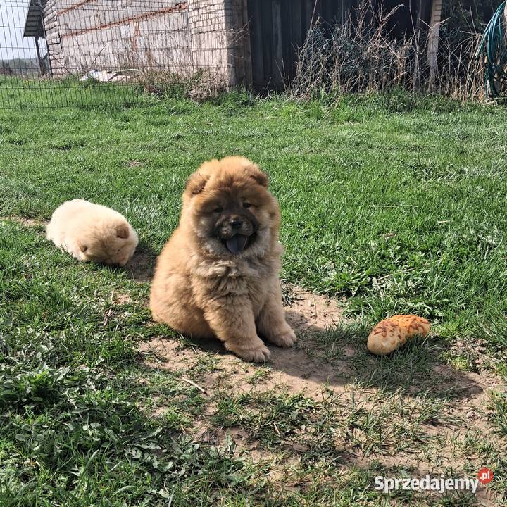 Chow chow szczeniaki z rodowodem Nowe Miasto Lubawskie