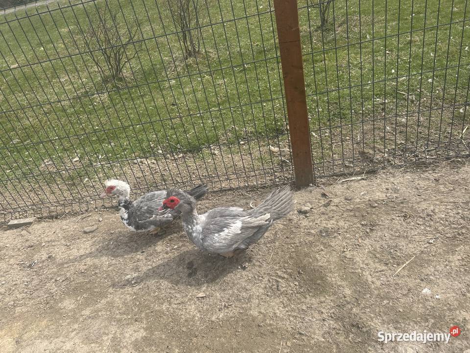 Para kaczek 2025 Rolnictwo Sułkowice