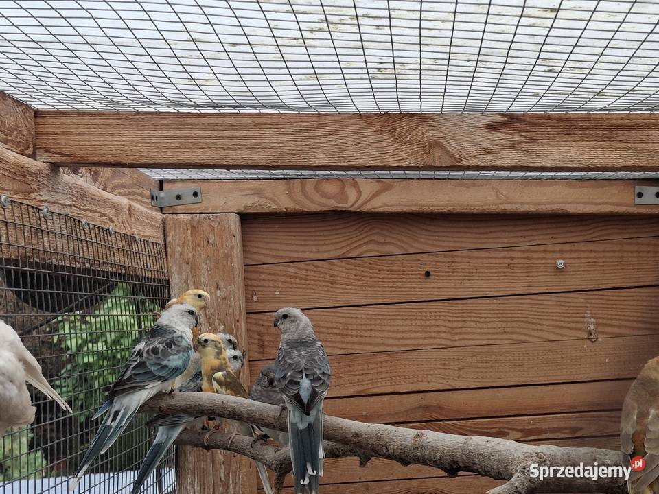 Papugi świergotki Stanisławów