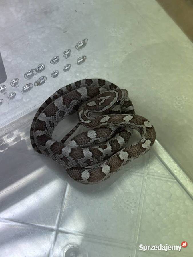 Wąż Zbożowy WZ212025 samica Ultramel Anery Gniezno