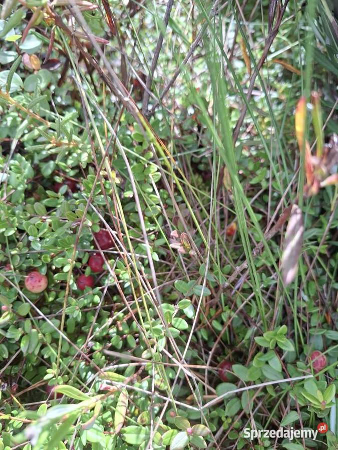 Żurawina bagiennaleśnabłotna litr Janów Lubelski