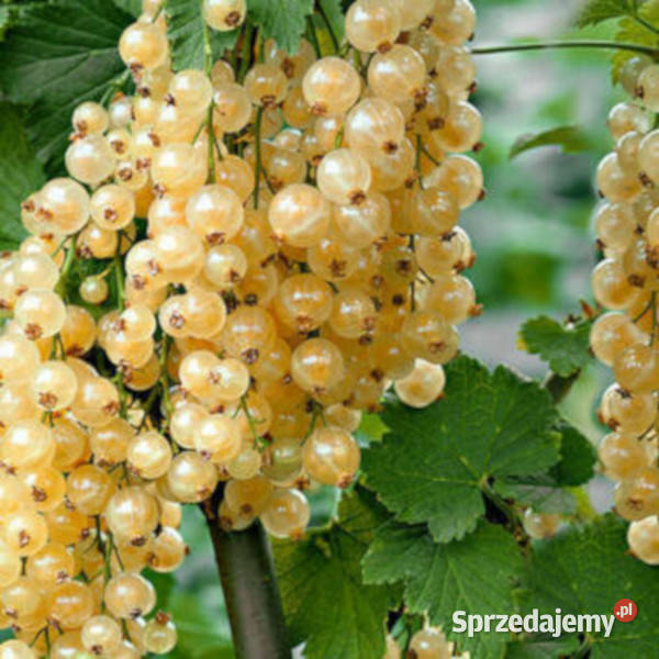 PORZECZKA BIAŁA Blanka sadzonki w doniczkach Rośliny Ustronie