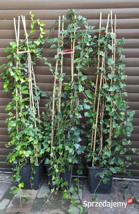 Duże bluszcze Hedera Helix 160 250 Białobrzegi