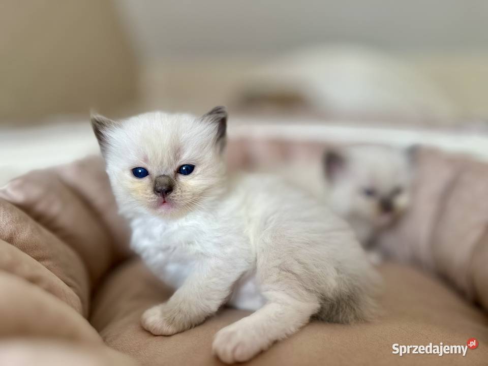 Kociątko rasy ragdoll mazowieckie