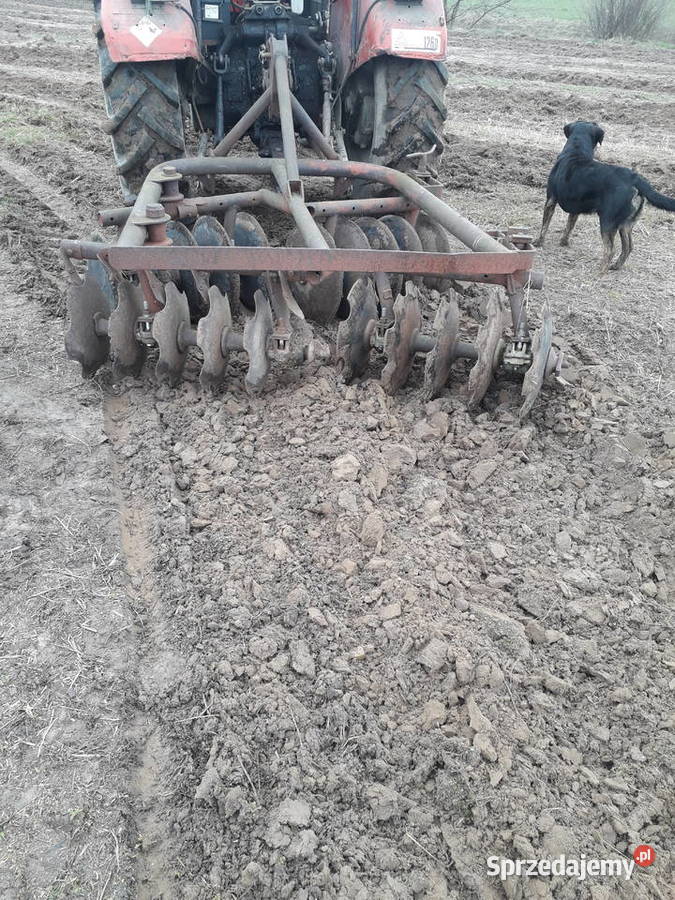 Talerzówka polska Dziadkowo