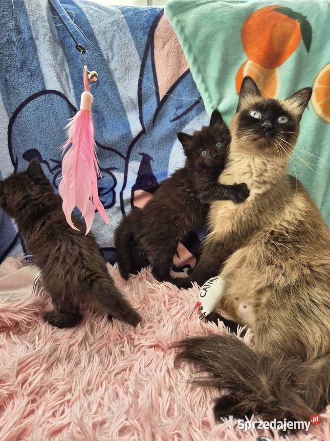 CZARNE Syberyjskie Kocurki rodowód FPL Stary Broniszew