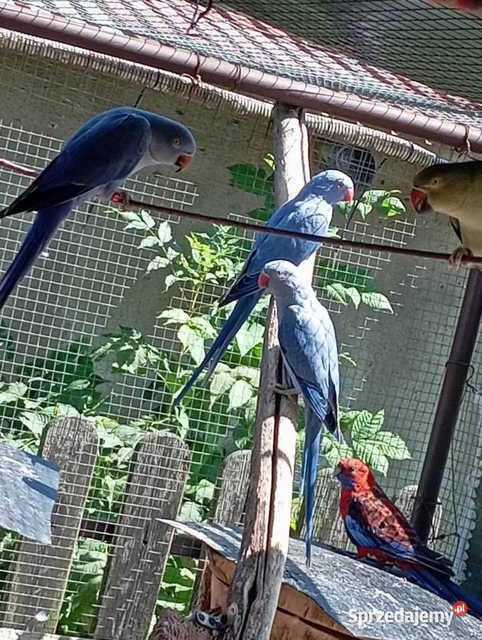 Aleksandretta obrożna Zwierzęta