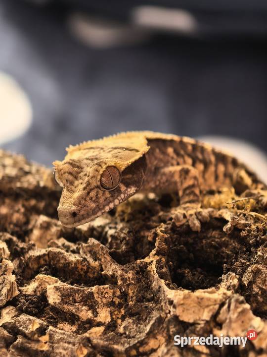 Gekon orzęsiony Gady i płazy Wrocław sprzedam