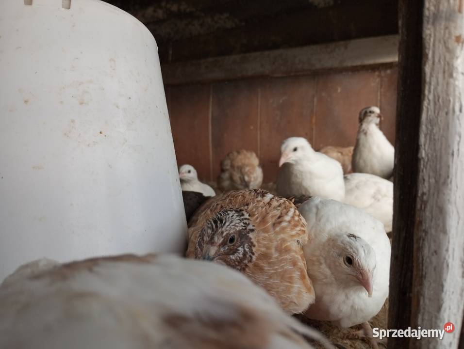 Sprzedam przepiórki Drób i ptactwo Olechów Stary
