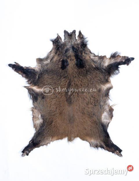 Dzik dekoracyjny skóra z dzika na podłogę skóra Szaflary