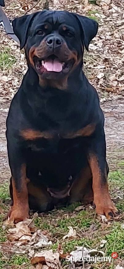 Rottweiler Szczeniaki ZKwPFCI Opatówek