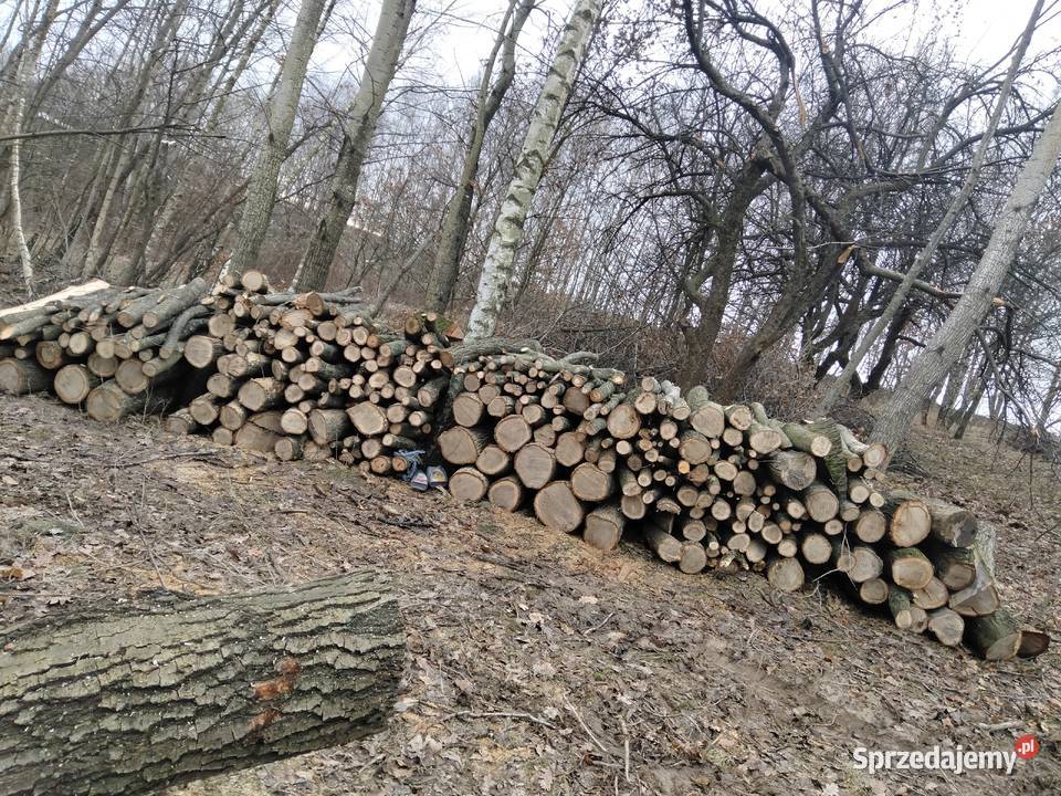 Sprzedam dęba i jesiona Zgłobień