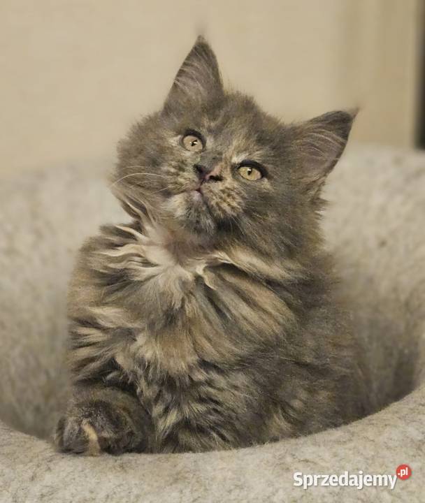 Niebieska Szylkretka Kotka Maine Coon FPL Maine Coon Będzin