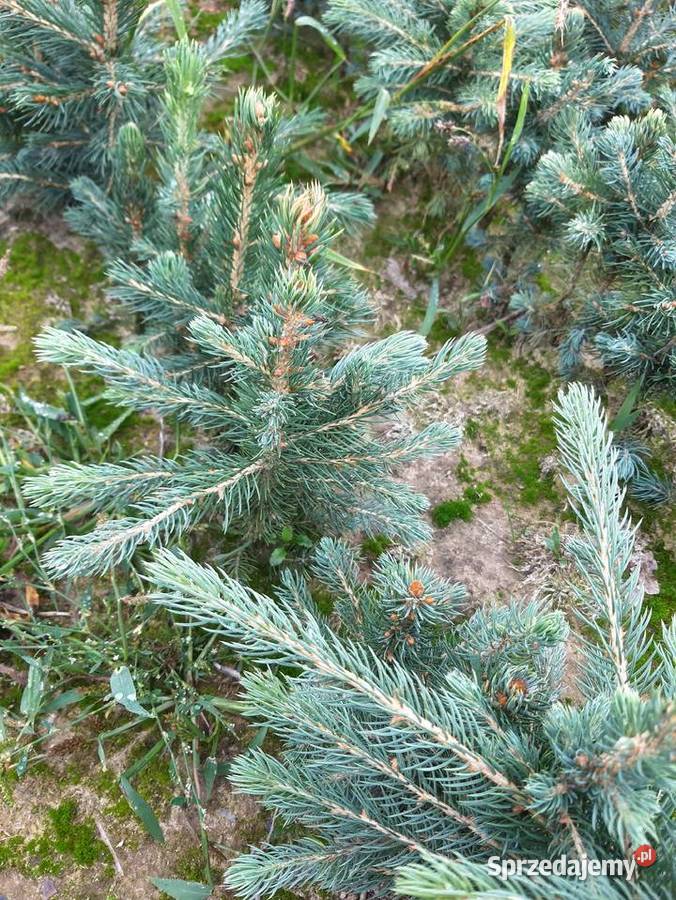 Świerk srebrny 15 25 Choinki sadzonki Szczecinek