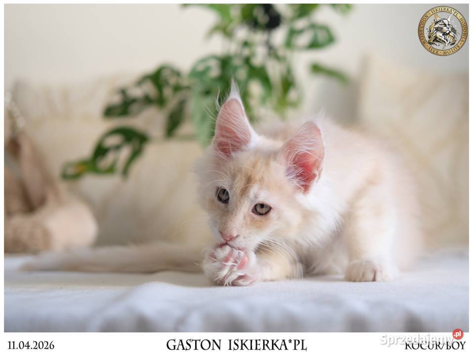 Gaston cudowny przystojniak kocurek maine coon