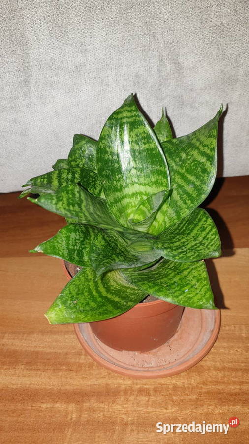Sansewieria sansa niska kwiat rosnący Kaktusy i sukulenty Warszawa sprzedam