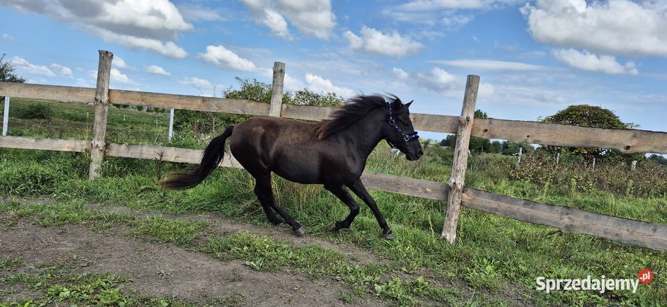Kara klacz huculska 45 roku HROBY zachodniopomorskie Pyrzyce