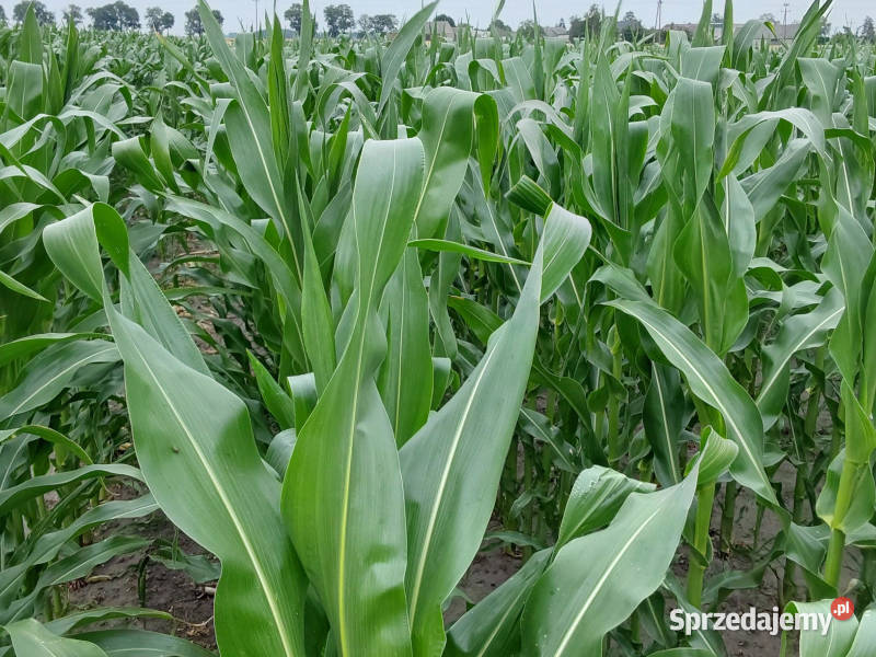 Materiał siewny kukurydza Pioneer P8834 AQUAmax Łabiszyn