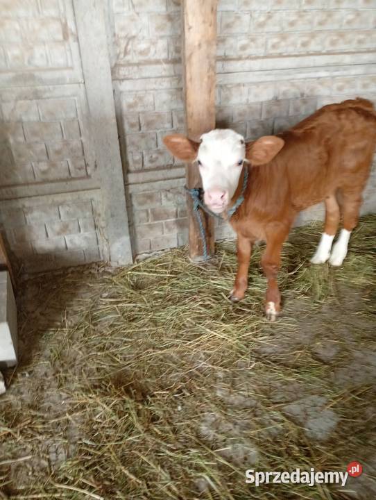 Byczki do dalszego chowu Mzurowa sprzedam