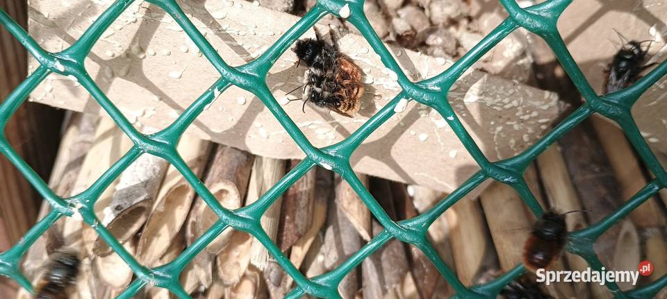 Kokony pszczoły rogatej faktura VAT Rr lubelskie Buchałowice