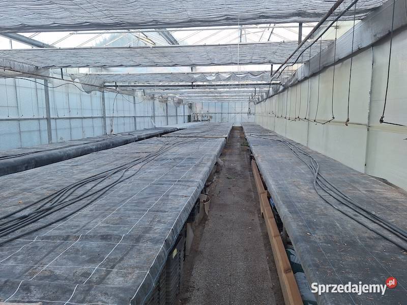 Szklarnia Venlo Krajnik Dolny