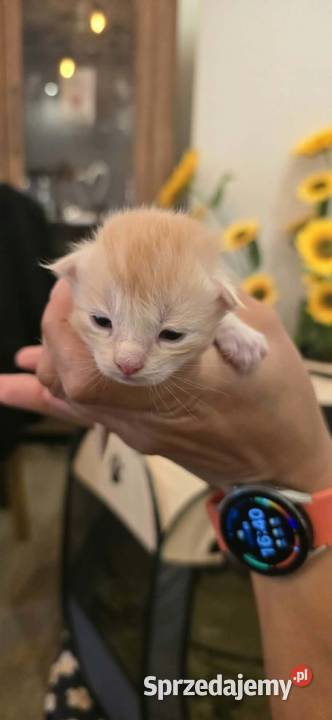 Maine Coon z rodowodem WCF MonsterlandPL Kocięta