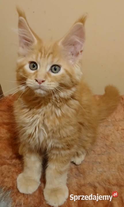 PROMETEUSZ Kocurek Maine Coon Bystrzanów