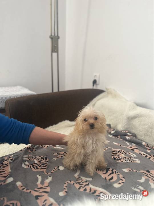 YORKSHIRE TERIER YORKI YORK CHOCO MERlE ZlOTY Starachowice