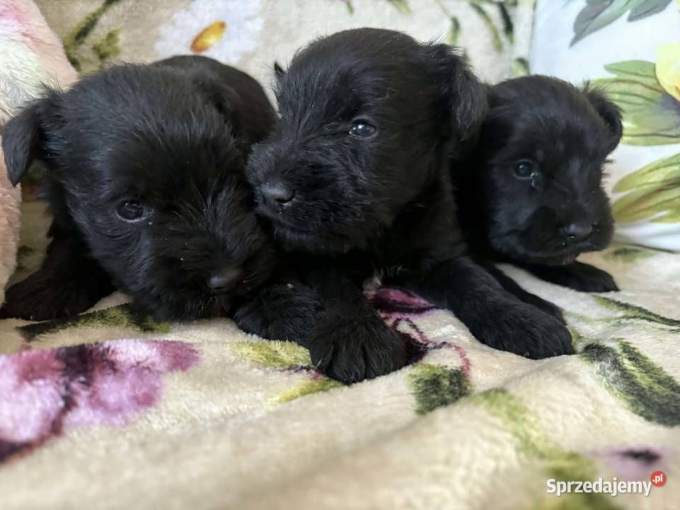 Sznaucer miniaturowy czarny pieski Zwierzęta Solec Kujawski sprzedam