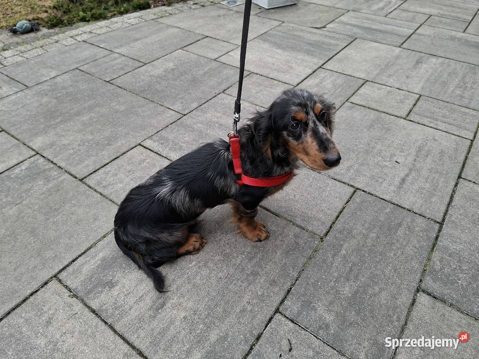 Jamnik długowłosy merle piesek Jamnik Żyrardów