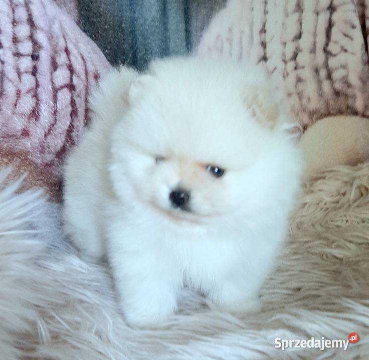 Szpic miniaturowy pomeranian rewelacyjny piesek