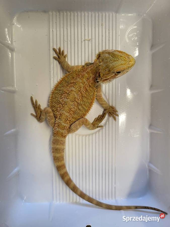 Agama Brodata Sklep Zoologiczny Katowice