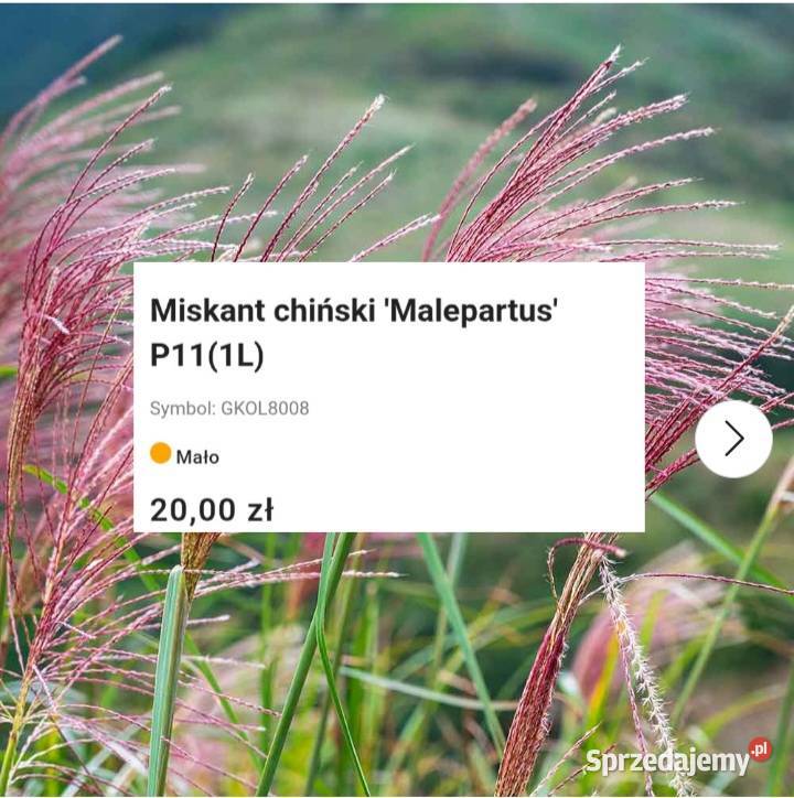 Jesienne promocje na roślinki Hortensje trawy Węgierska Górka sprzedam