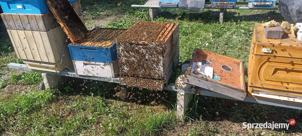 Pszczoły rodzina produkcyjna dadant warszawska Pozostałe Ciechanów sprzedam