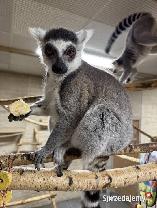 Lemur kata para Opole