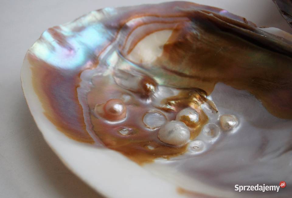 Muszla perłorodna z perłami nienarodzonymi 2 Lublin