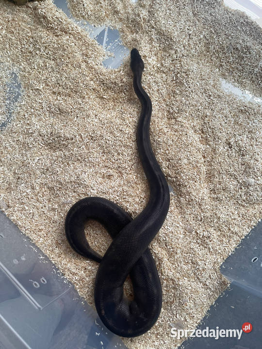 Python Regius Samica Black Head Black Pastel GHI Warszawa