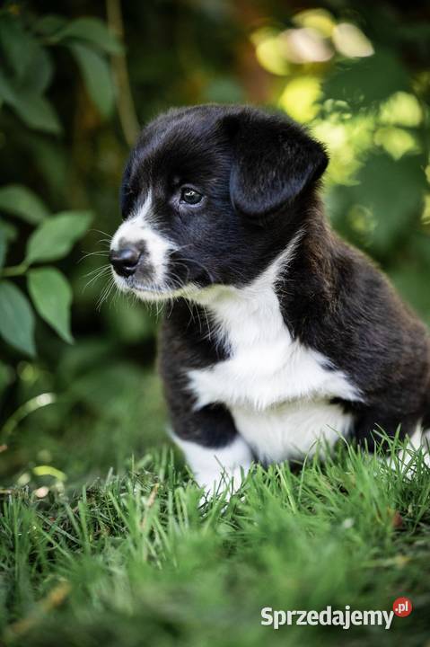 Szczeniaki welsh corgi cardigan Pozostałe mazowieckie Warszawa