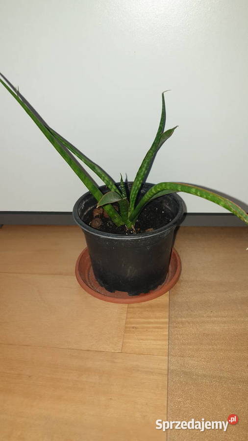 Sansewieria sansa cylindryczna 2 mazowieckie Warszawa