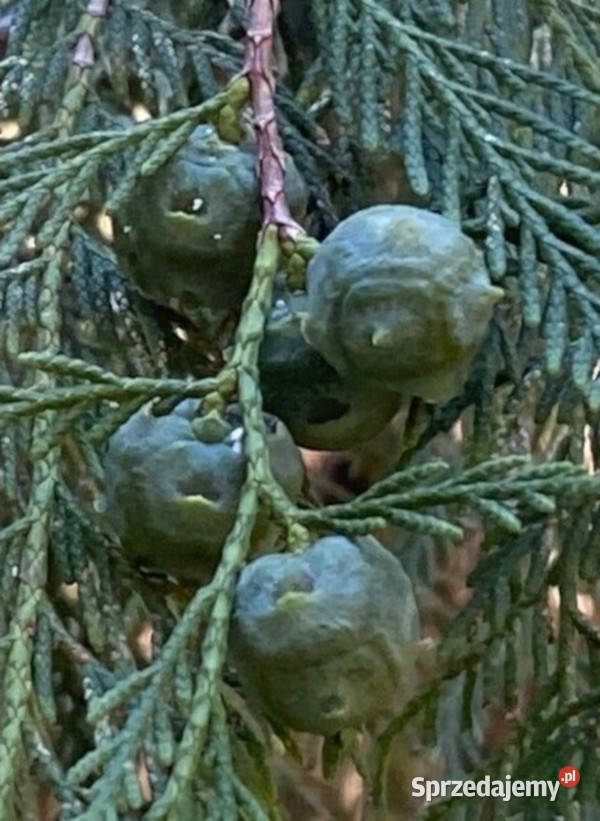 CYPRYS CHIŃSKI PŁACZĄCY Cupressus funebris Lubanie sprzedam