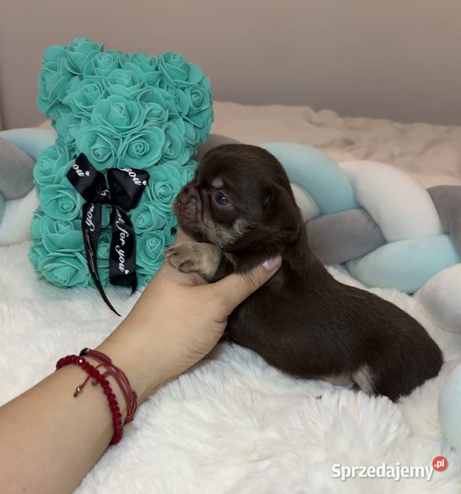 Chihuahua długowłosy piesek choco tan badania łódzkie