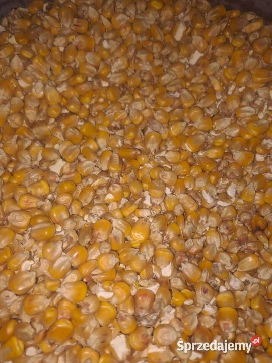 Sucha kukurydzy 2025 Niekarmia