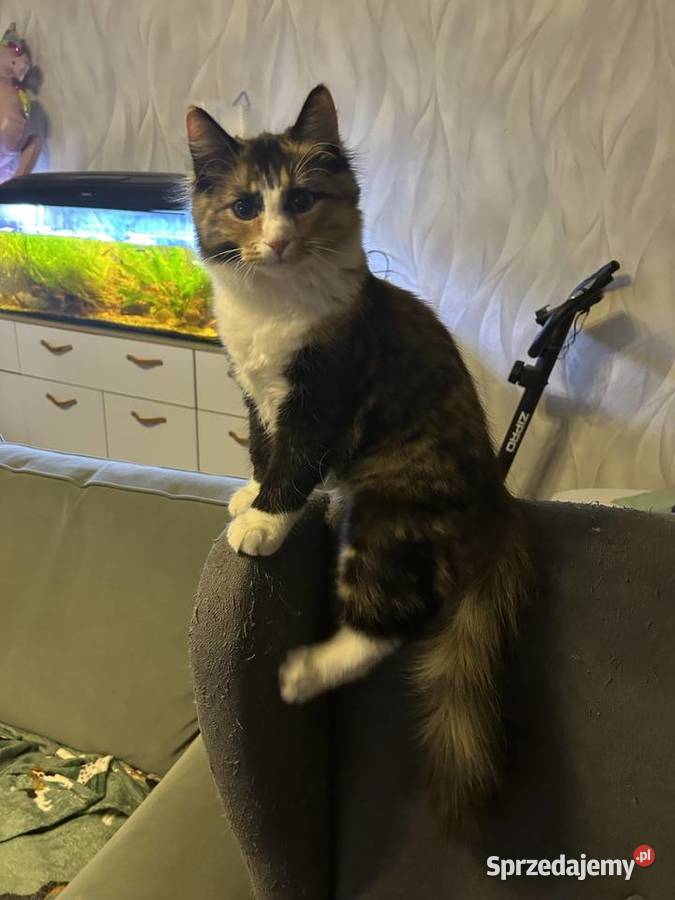 Rodowodowe kotki syberyjskie Świerzna