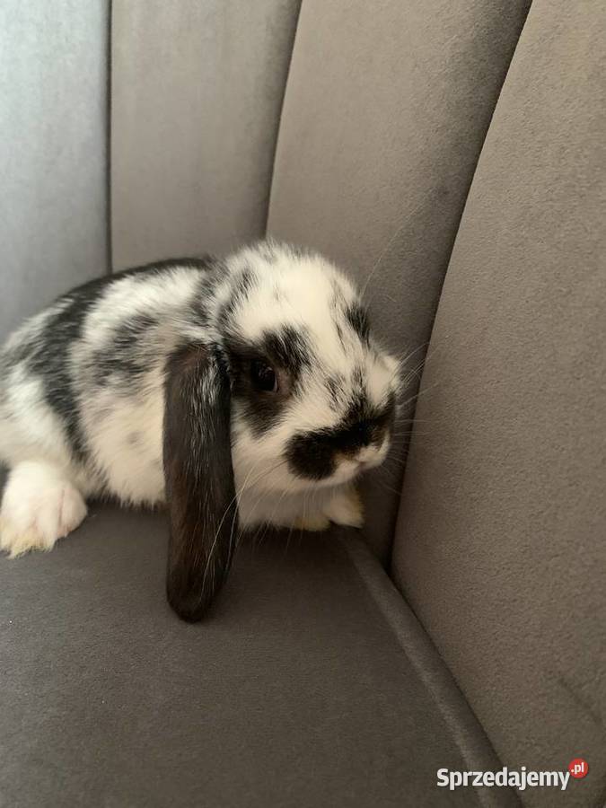 Królik miniaturka baranek mini lop Gniezno