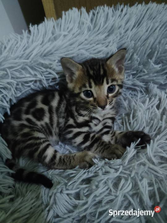 koty bengalskie kot bengalski Benjamin miot B Bengalski Bengalski Iskrzynia