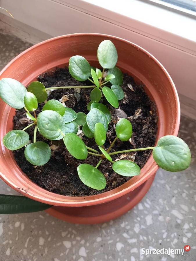 Pieniążki do hodowli albo rozmnożenia Sosnowiec