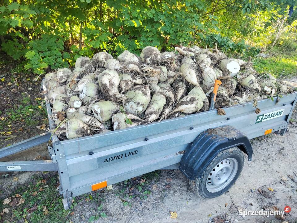Buraki pastewne białe Niwnice