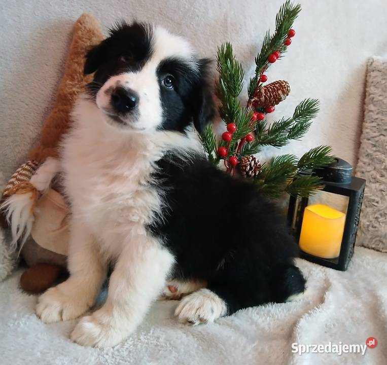 Border collie szczenięta